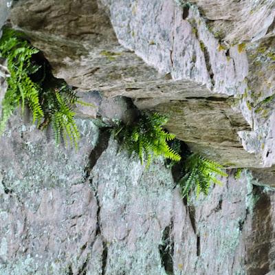 South Dakota's ancient rock is hiding under the covers (mostly)