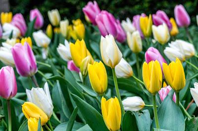 From mid-April [tulips]