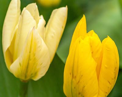 From mid-April [tulips]