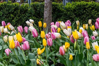 From mid-April [tulips]