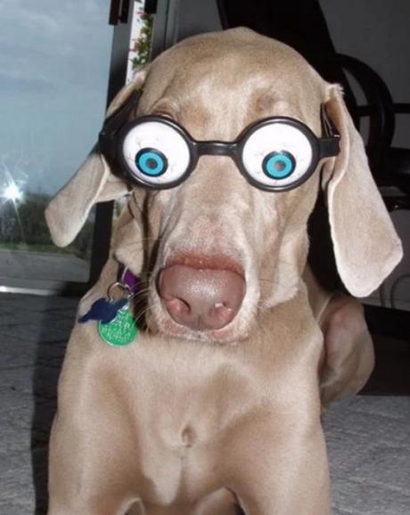 Dog Wearing Silly Glasses