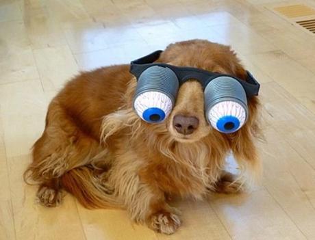 Dog Wearing Silly Glasses