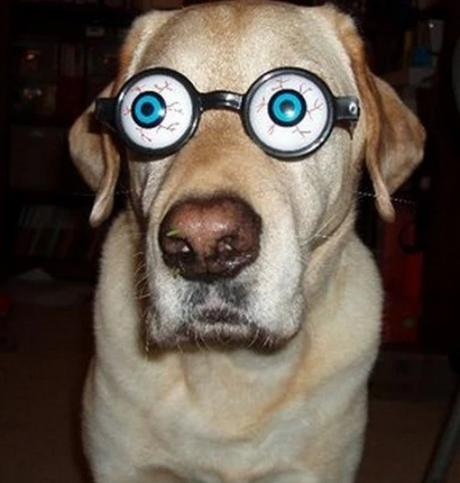 Dog Wearing Silly Glasses