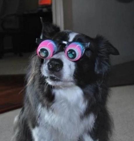 Dog Wearing Silly Glasses