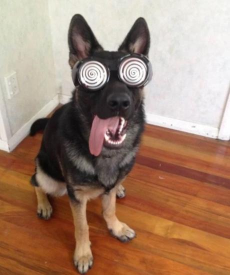 Dog Wearing Silly Glasses