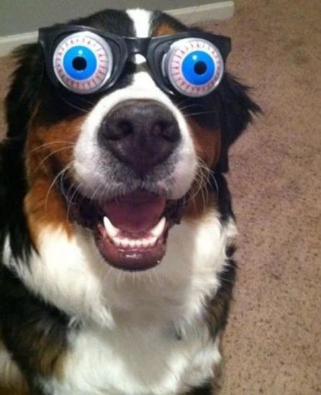 Dog Wearing Silly Glasses