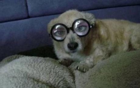 Dog Wearing Silly Glasses