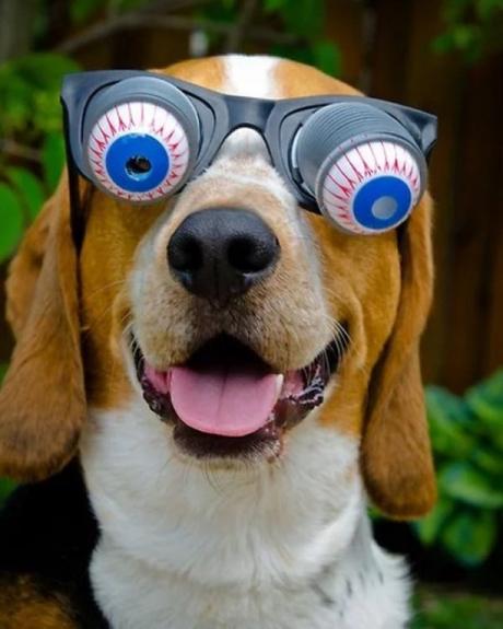 Dog Wearing Silly Glasses