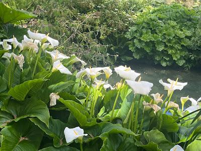 An abundance at Sezincote