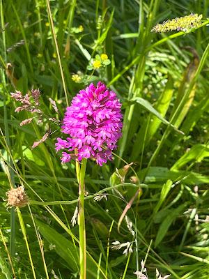 An abundance at Sezincote