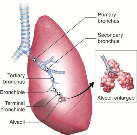 Pneumonia in children is common & while it is serious, it can be easily cured with timely treatment. Learn more about causes, signs & remedies.