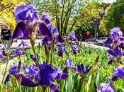 Hoboken Irises