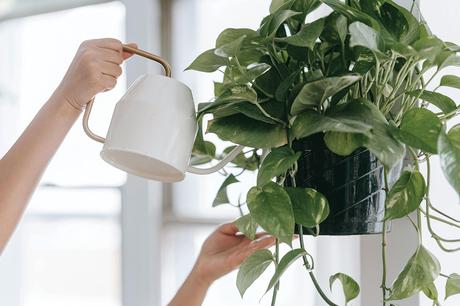 Complete Guide to Watering Indoor Plants