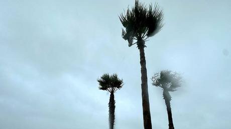 Winds whip through palm trees in Corpus Christi, Texas, during Tropical Storm Alberto on June 19, 2024.