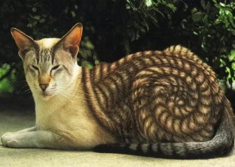 Cat painted to look like a snail