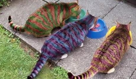 Cats painted to look like their food bowls