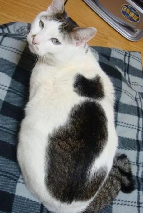 Cat painted to look like a cat