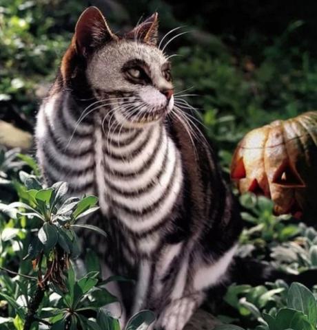 Cat painted to look like a Skeleton