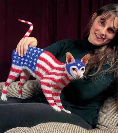 Cat painted to look like the American Flag