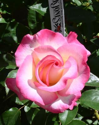 Rose of the Year 2025 - You're My Everything