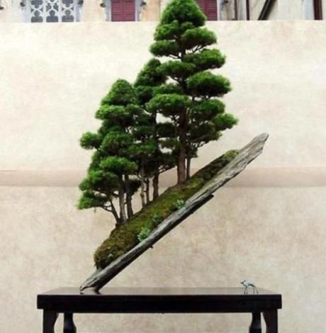 Bonsai Trees Grown on Slanted Rock