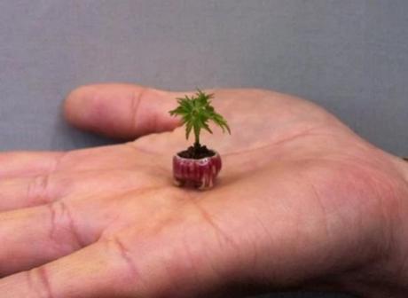 World's Smallest Bonsai Tree