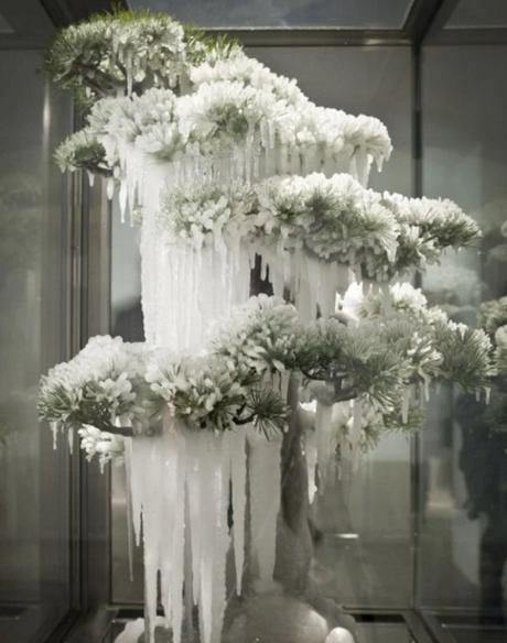 Bonsai Tree Covered in Ice