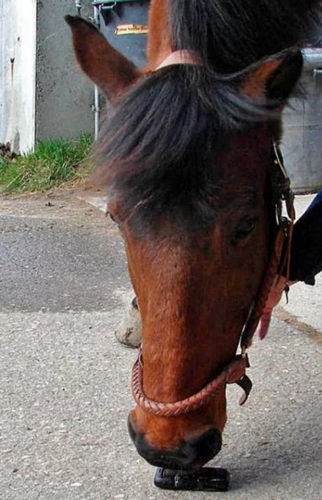 Horse using a phone