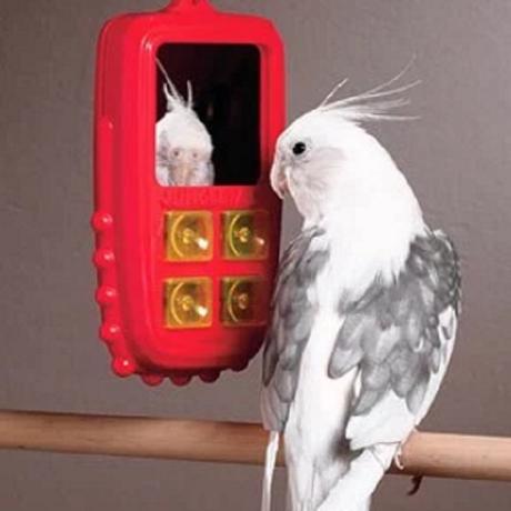 Bird using a phone