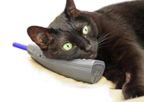 Cat using a phone