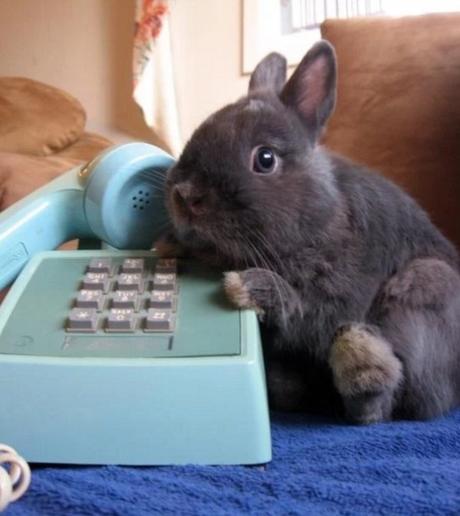 Rabbit using a phone