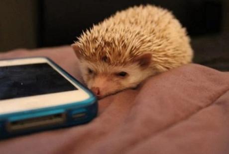 Hedgehog using a phone