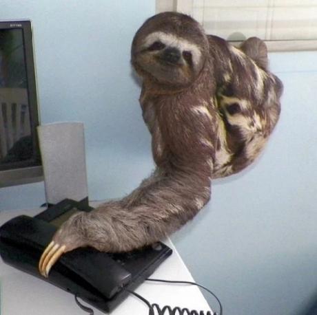 Sloth using a phone