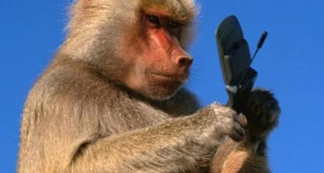 Rhesus monkey using a phone