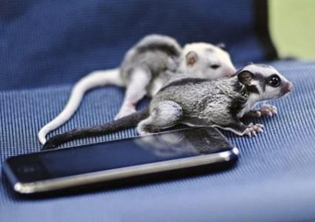 Sugar gliders using a phone