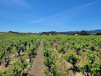 Dry Creek Vineyard -- The Foundation of the Dry Creek Valley