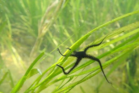 I listened to seagrass meadows to understand how their underwater soundscapes reflect biodiversity