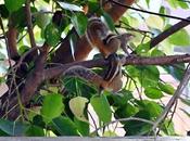 Squirrel Love Giant Leap