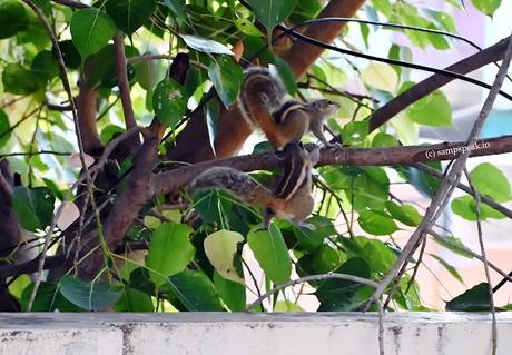 Squirrel in love -  giant leap !!