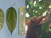 Animals Treat Themselves with Plants Behavior Humans Have Observed Imitated Millennia