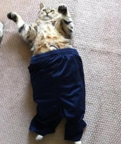 Cat In Blue Pajama Pants