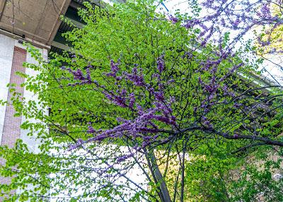 Blossoms and the 14th St. viaduct