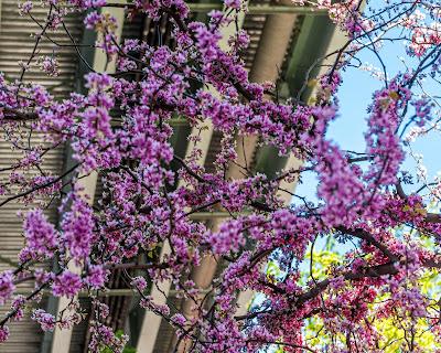 Blossoms and the 14th St. viaduct