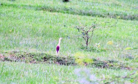 Javan Pond Heron !