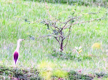 Javan Pond Heron !