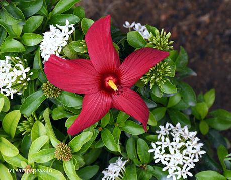பூவே செம்பூவே உன் வாசம் .. ..Hibiscus fragilis, the mandrinette பூவே செம்பூவே உன் வாசம் .. ..Hibiscus fragilis, the mandrinette