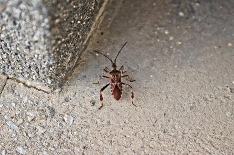 New Alert Issued for “Kissing Bug” Insects — Best Life