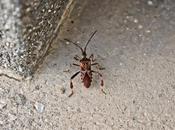 Alert Issued “Kissing Bug” Insects