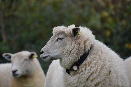 From robots and drones to sheep tracking systems: new technology can help farmers monitor and improve soil health