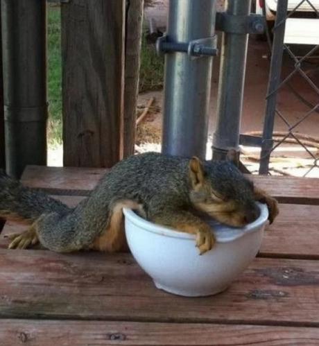 Squirrel Asleep in Food Bowl